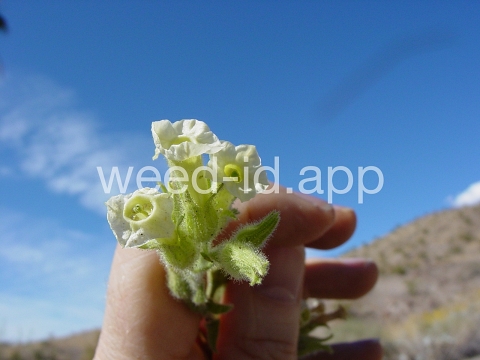 tobacco, desert